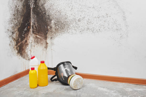 Attic Mold Removal in Lakeshire, MO