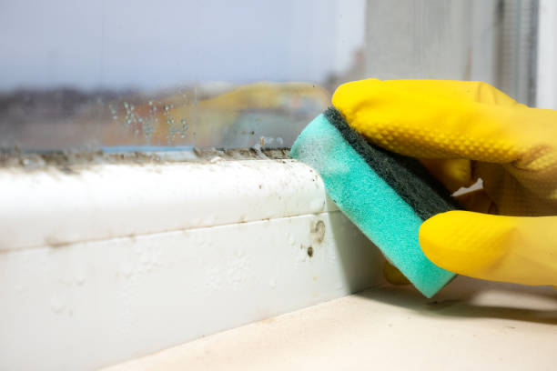 Best Mold Damage Repair  in Lakeshire, MO